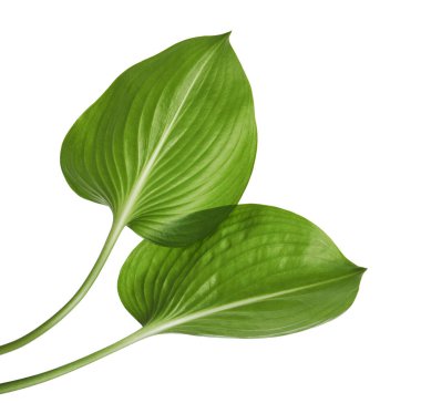   Cardwell zambak yaprağı, yeşil dairesel yapraklar beyaz arka planda izole edilmiş, kırpma yolu ile                             