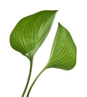   Cardwell zambak yaprağı, yeşil dairesel yapraklar beyaz arka planda izole edilmiş, kırpma yolu ile                             