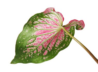 Pembe yapraklı ve yeşil damarlı Caladium bicolor (Florida tatlım), beyaz arka planda izole edilmiş pembe Caladium yaprağı, kırpma yolu ile                               