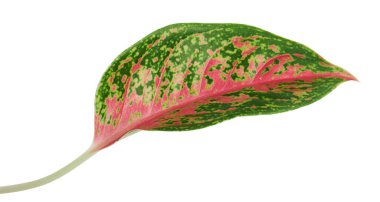 Aglaonema yaprağı, pembe aglaonema yaprakları, egzotik tropikal yaprak, kırpma yolu ile beyaz arka planda izole                                