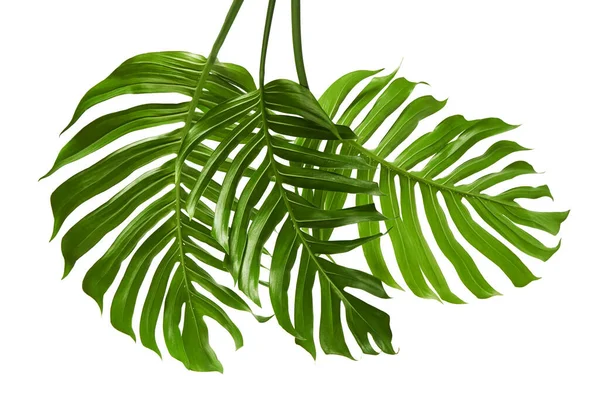   Monstera deliciosa yaprağı veya İsviçre peynir bitkisi, beyaz arka planda izole edilmiş, kırpma yolu ile                             