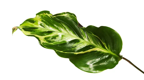 Fogliame Calathea Foglia Calathea Isolata Fondo Bianco Con Percorso Ritaglio — Foto Stock