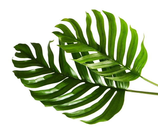   Monstera deliciosa yaprağı veya İsviçre peynir bitkisi, beyaz arka planda izole edilmiş, kırpma yolu ile                             