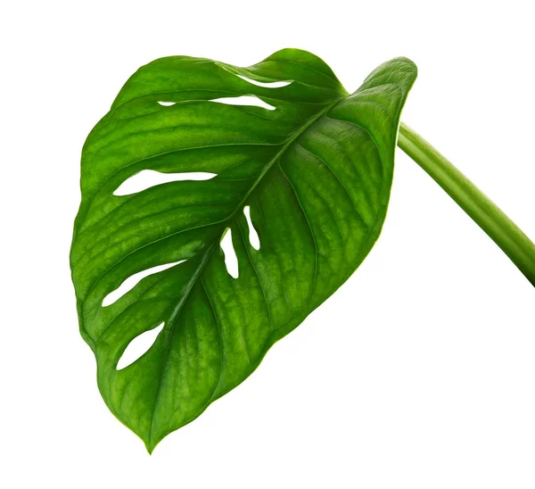 Monstera Obliqua Folhas Folhagem Tropical Isolada Sobre Fundo Branco Com — Fotografia de Stock