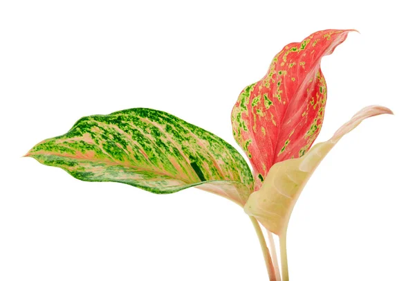Listoví Aglaonema Listy Zelené Růžové Aglaonémy Exotické Tropické Listy Izolované — Stock fotografie