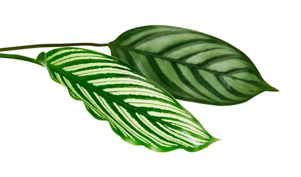 Φύλλα Calathea Vittata Και Calathea Setosa Πράσινα Φύλλα Τροπικό Φύλλωμα — Φωτογραφία Αρχείου