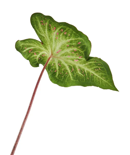 Caladium Bicolor Fehér Levéllel Zöld Erekkel Gingerland Caladium Fehér Alapon — Stock Fotó