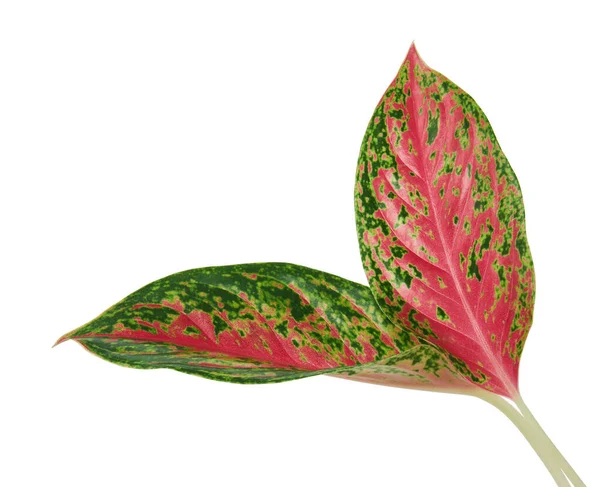 Fogliame Aglaonema Foglie Aglaonema Rosa Foglia Tropicale Esotica Isolata Fondo — Foto Stock