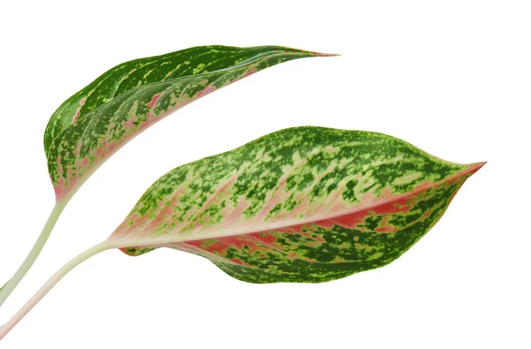 Dedaunan Aglaonema Daun Aglaonema Merah Muda Daun Tropis Eksotis Terisolasi — Stok Foto