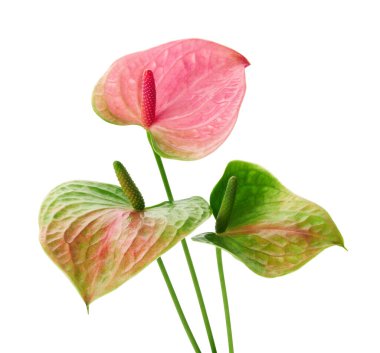 Flamingo çiçeği, Anthurium tatlı rüya çiçeği beyaz arka planda izole edilmiş, kırpma yolu ile                               
