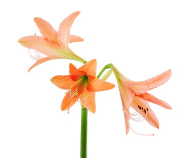 Hippeastrum ya da Amaryllis çiçeği, beyaz arkaplanda izole edilmiş turuncu amilis çiçeği, kırpma yolu ile                               