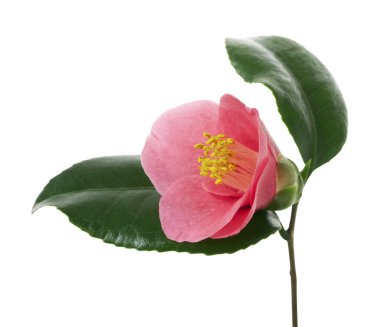 Pembe kamelya çiçeği, Japon kamelyası beyaz arka planda yapraklarla kaplanmış, kırpma yolu ile çiçek açıyor.                               