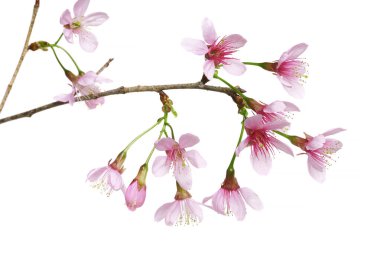 Prunus cerasoides çiçeği, vahşi Himalaya kiraz bitkileri, beyaz arka planda izole edilmiş. 
