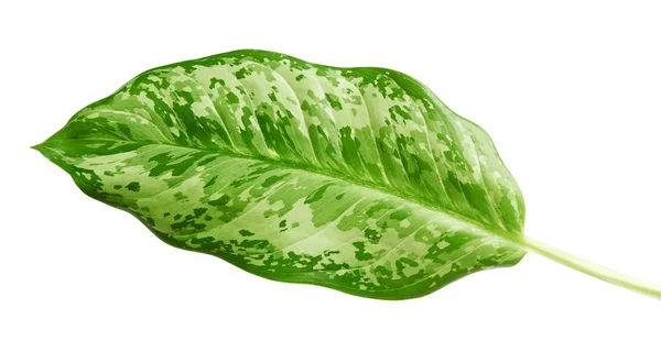 Aglaonema Leaves Exotic Tropical Leaf Isolated White Background Clipping Path — Stock Photo, Image