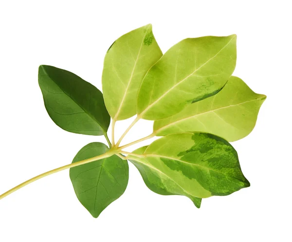 Schefflera Pestré Listoví Gold Capella Rostlina Exotické Tropické Listy Izolované — Stock fotografie