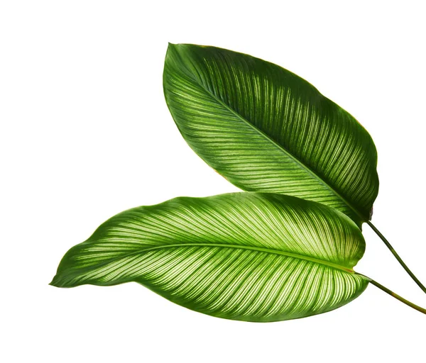 Calathea ornata (ince çizgili Calathea) yaprakları, tropikal yapraklar beyaz arka planda izole edilmiş, kırpma yolu ile                               