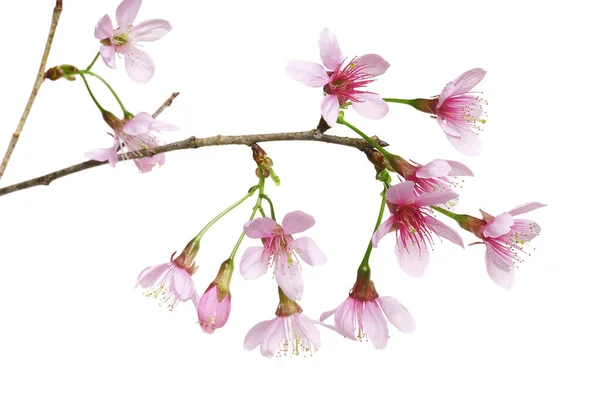 Prunus Cerasoides Flower Wild Himalayan Cherry Plants Isolado Sobre Fundo — Fotografia de Stock