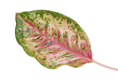 Aglaonema yaprağı, pembe aglaonema yaprakları, egzotik tropikal yaprak, kırpma yolu ile beyaz arka planda izole                               