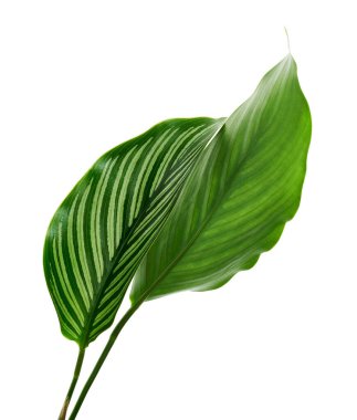 Calathea Vittata yaprakları, beyaz çizgili yeşil yaprak, beyaz arka planda izole tropikal yaprak, kırpma yolu ile                               