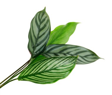 Calathea Vittata ve Calathea yaprakları, yeşil yapraklar, tropikal yapraklar beyaz arka planda izole edilmiş, kırpma yolu ile                               