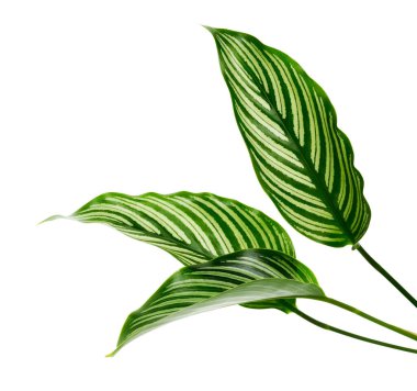 Calathea Vittata yaprakları, beyaz çizgili yeşil yaprak, beyaz arka planda izole tropikal yaprak, kırpma yolu ile                               