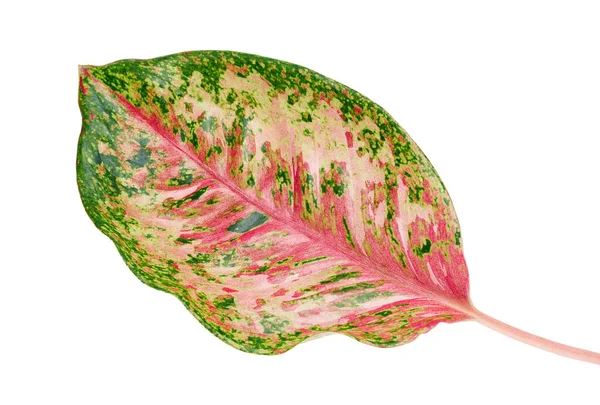 アグラノネマの葉 ピンクのアグラノネマの葉 エキゾチックな熱帯の葉 クリッピングパスと白の背景に隔離 — ストック写真