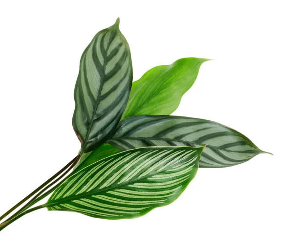 Calathea Vittata Und Calathea Setosa Blätter Grüne Blätter Tropisches Laub — Stockfoto