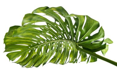 Monstera deliciosa yaprağı veya İsviçre peynir bitkisi, beyaz arka planda izole edilmiş, kırpma yolu ile