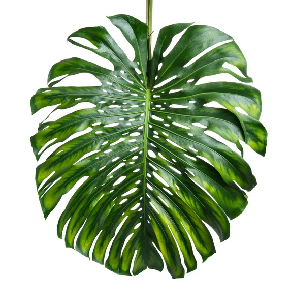 Monstera Deliciosa Leaf Swiss 플랜트는 배경에 분리되어 — 스톡 사진