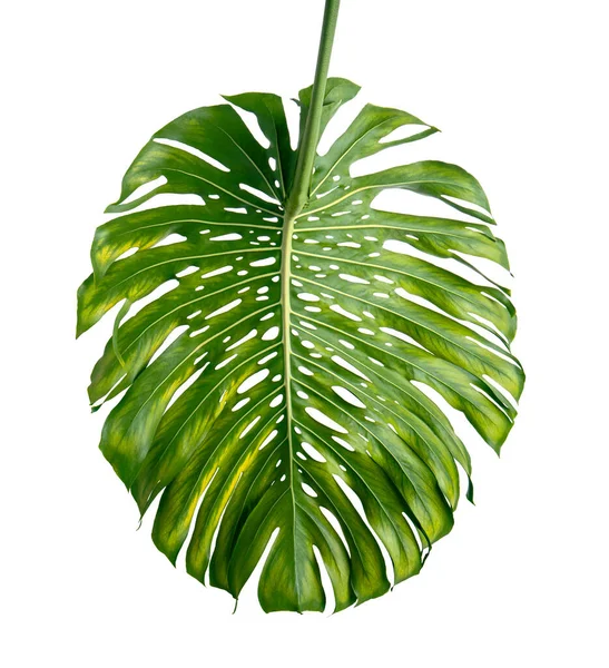 Monstera Deliciosa Leaf Swiss Cheese Plant Isolated White Background Clipping — Stock Photo, Image
