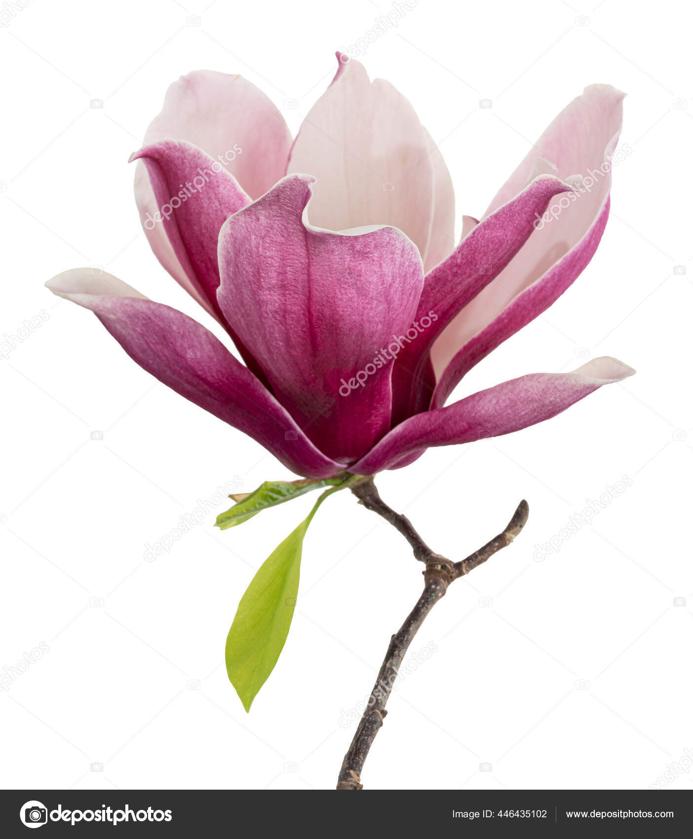 pink magnolia flower branch