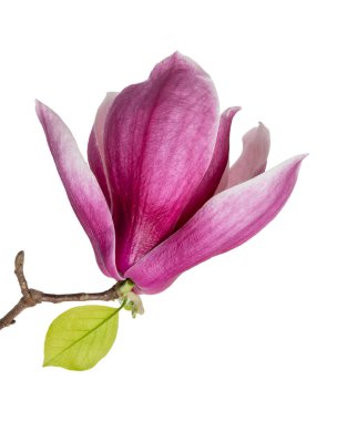 Yapraklı Magnolia liiflora çiçeği, beyaz arka planda izole Lily manolya çiçeği, kırpma yolu ile