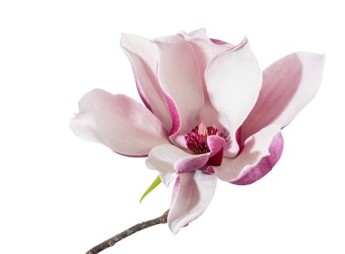Yapraklı Magnolia liiflora çiçeği, beyaz arka planda izole Lily manolya çiçeği, kırpma yolu ile