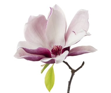 Yapraklı Magnolia liiflora çiçeği, beyaz arka planda izole Lily manolya çiçeği, kırpma yolu ile