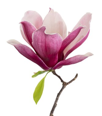 Yapraklı Magnolia liiflora çiçeği, beyaz arka planda izole Lily manolya çiçeği, kırpma yolu ile