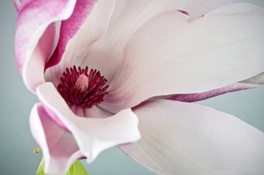 Magnolia liiflora çiçeği, gri arka planda Lily manolya çiçeği, mor manolya çiçeği.  