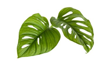 Monstera obqua yaprakları, tropikal yapraklar beyaz arka planda izole edilmiş, kırpma yolu ile
