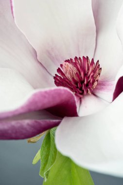 Magnolia liiflora çiçeği, gri arka planda Lily manolya çiçeği, mor manolya çiçeği.  
