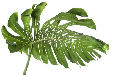 Monstera deliciosa yaprağı veya İsviçre peynir bitkisi, beyaz arka planda izole edilmiş, kırpma yolu ile