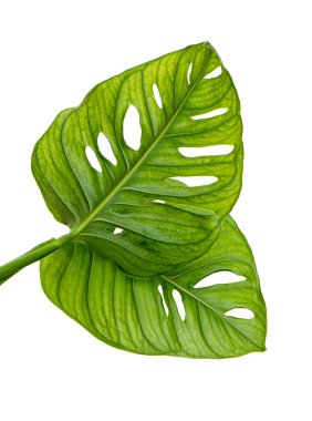 Monstera obqua yaprakları, tropikal yapraklar beyaz arka planda izole edilmiş, kırpma yolu ile