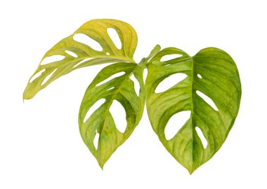Monstera obqua yaprakları, tropikal yapraklar beyaz arka planda izole edilmiş, kırpma yolu ile