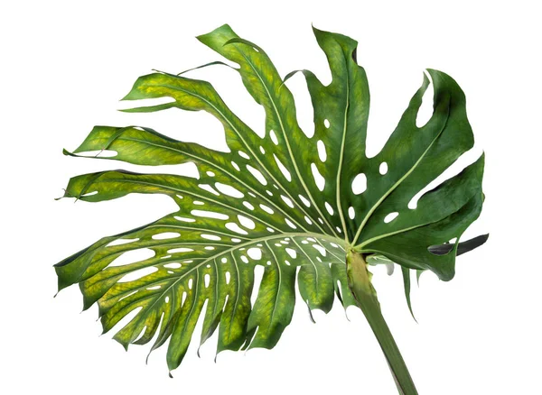 Monstera Deliciosa Leaf Swiss 플랜트는 배경에 분리되어 — 스톡 사진