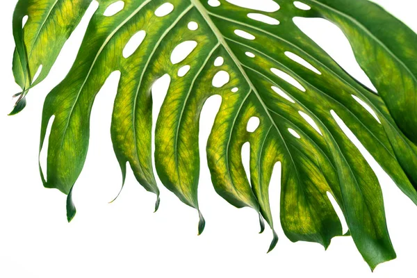 Monstera Deliciosa Blad Eller Schweiziska Ost Anläggning Isolerad Vit Bakgrund — Stockfoto