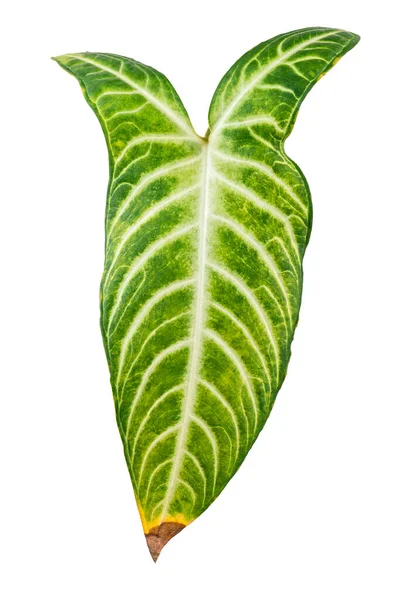 Xanthosoma Lindenii List Caladium Lindenii Listí Izolované Bílém Pozadí Výstřižkem — Stock fotografie
