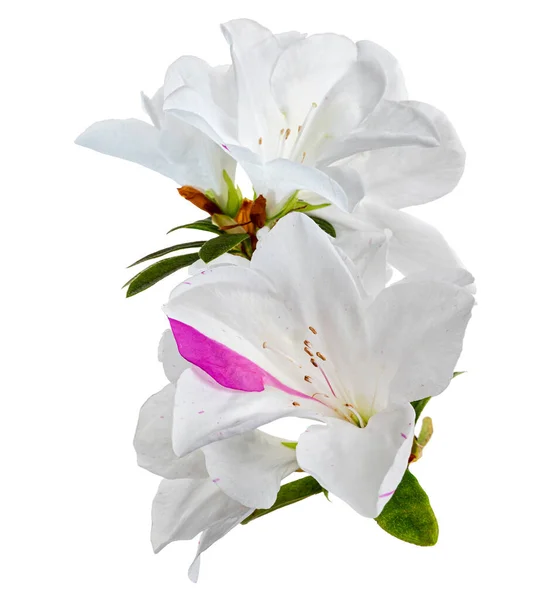 有叶子的杜鹃花 白色的花 背靠白色的背景 有剪枝的小径 — 图库照片