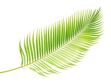 Sarı palmiye yaprakları veya Altın baston palmiye yaprakları, Areka palmiye yaprakları, beyaz arka planda izole tropikal yapraklar kırpma yolu ile