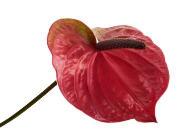 Yapraklı flamingo çiçeği, beyaz arka planda izole edilmiş, kırpma yolu olan Anthurium utah çiçeği.                               