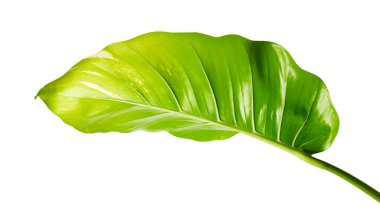 Şeytan sarmaşığı, Altın sazanlar, Epipremnum aureum, kesme yolu olan beyaz arka planda izole edilmiş.