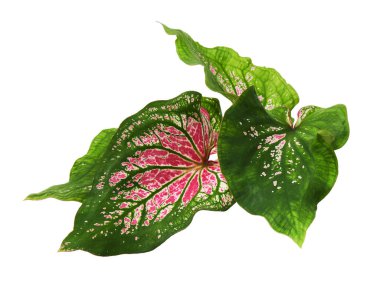 Pembe yapraklı ve yeşil damarlı Caladium bicolor (Florida tatlım), beyaz arka planda izole edilmiş pembe Caladium yaprağı, kırpma yolu ile                               