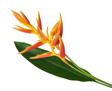 Yapraklı Heliconia psittacorum (Altın Meşale) çiçekleri, beyaz arka planda izole edilmiş tropikal çiçekler, kırpma yolu